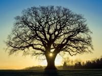 Neues Buch: „daSein. Wie ein Baum” – Multivisionsschau am Donnerstag, 14. Dezember