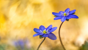 »ein zwitscherndes ein klingendes licht – Neue Gedichte und Bilder vom Frühling« 