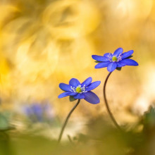 Fotografie und Poesie finden in Stapelfeld zusammen