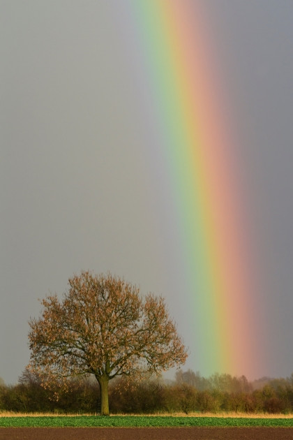 Der Baum – Ein Sinnbild des Lebens